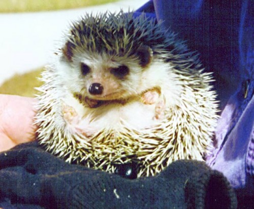 timon3.jpg