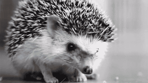 tumblr_lq88hp0ZRP1r1k19po1_500.gif