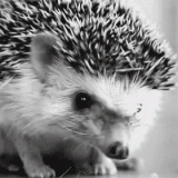 tumblr_lq88hp0ZRP1r1k19po1_500