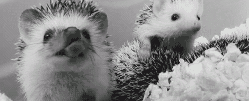 tumblr_ma25gobQHS1qafbqjo1_500.gif