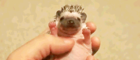 tumblr_mhd0vnFr021s48bbdo1_500.gif