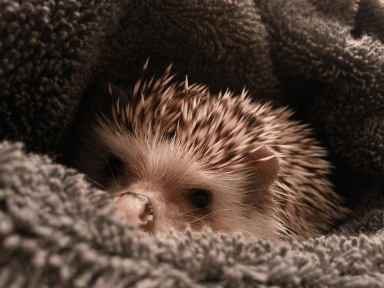 tumblr_mrxsj88z6W1sooxm4o1_400.gif