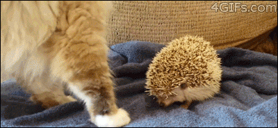 tumblr_n1656g9Bkr1t16bjuo1_400.gif