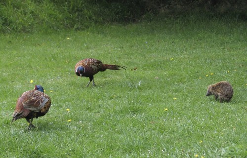 animals-110721_1280.jpg