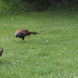 animals-110721_1280