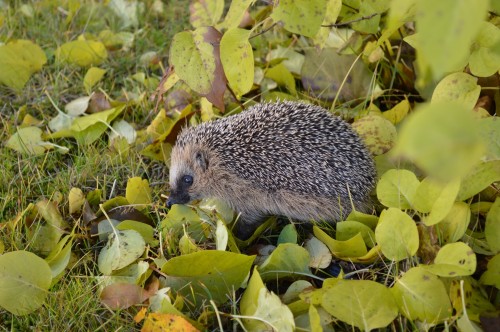 hedgehog-1021079_1920.jpg