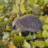 hedgehog-1021079_1920