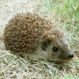 hedgehog-1096062_1280
