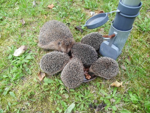 hedgehog-201506_1920.jpg