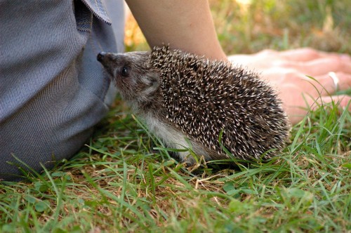 hedgehog-253666_1920.jpg