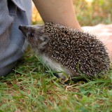 hedgehog-253666_1920