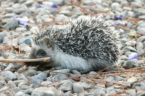 hedgehog-300390_1920.jpg