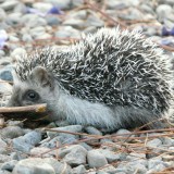 hedgehog-300390_1920