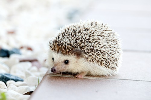 hedgehog-468228_1920.jpg