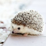 hedgehog-468228_1920