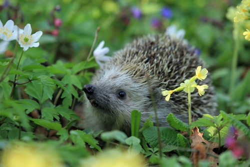 hedgehog-548335_1920.jpg