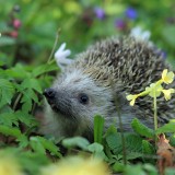 hedgehog-548335_1920