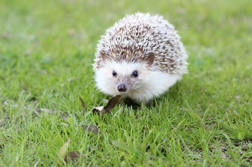 hedgehog-663638_1920.jpg