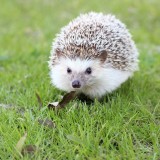 hedgehog-663638_1920