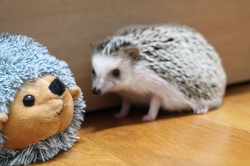hedgehog-732535_1920.jpg
