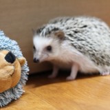hedgehog-732535_1920