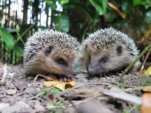 hedgehog-850306_1920.jpg