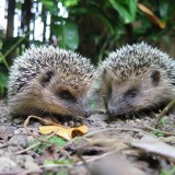 hedgehog-850306_1920