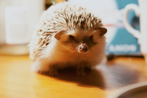 hedgehog-884875_1920.jpg