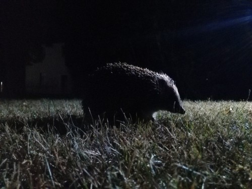 hedgehog-896301_1920.jpg