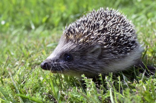 hedgehog-989191_1920.jpg