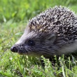 hedgehog-989191_1920