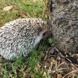 urchin-1163843_1920